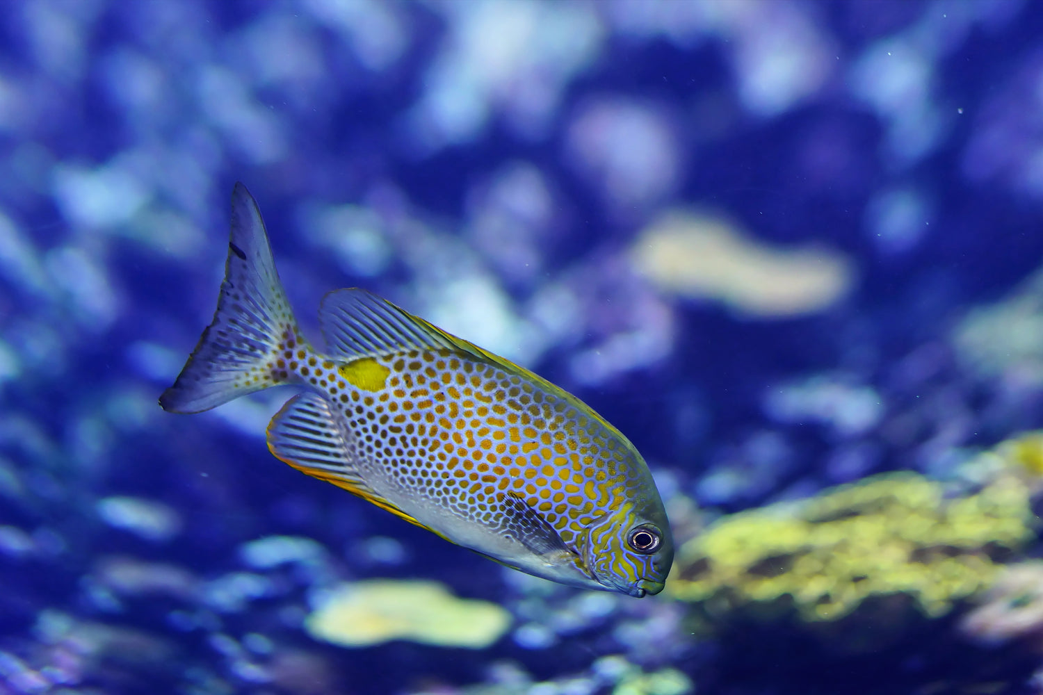 photo-wallpaper-a-fish-in-the-aquarium